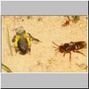 Nomada lathburiana - Wespenbiene w26c 10mm mit A-vaga - Halen.jpg